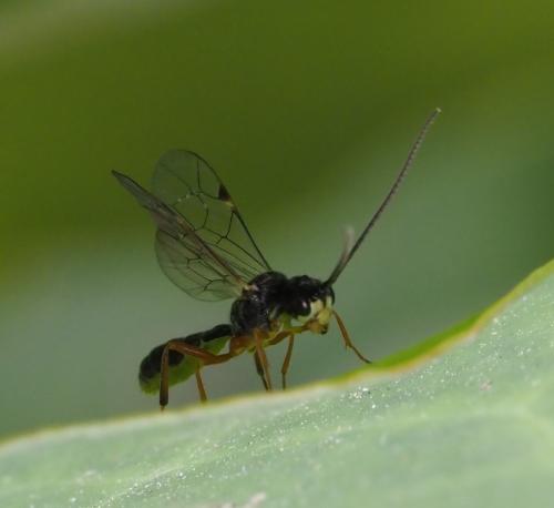 Réf. 263 023 : Acrotomus sp.